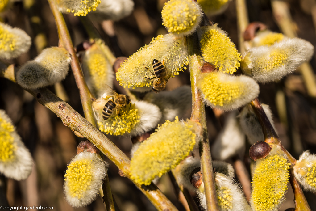 Printre primele surse de hrană pentru albine, din primăvară, sunt florile de salix caprea