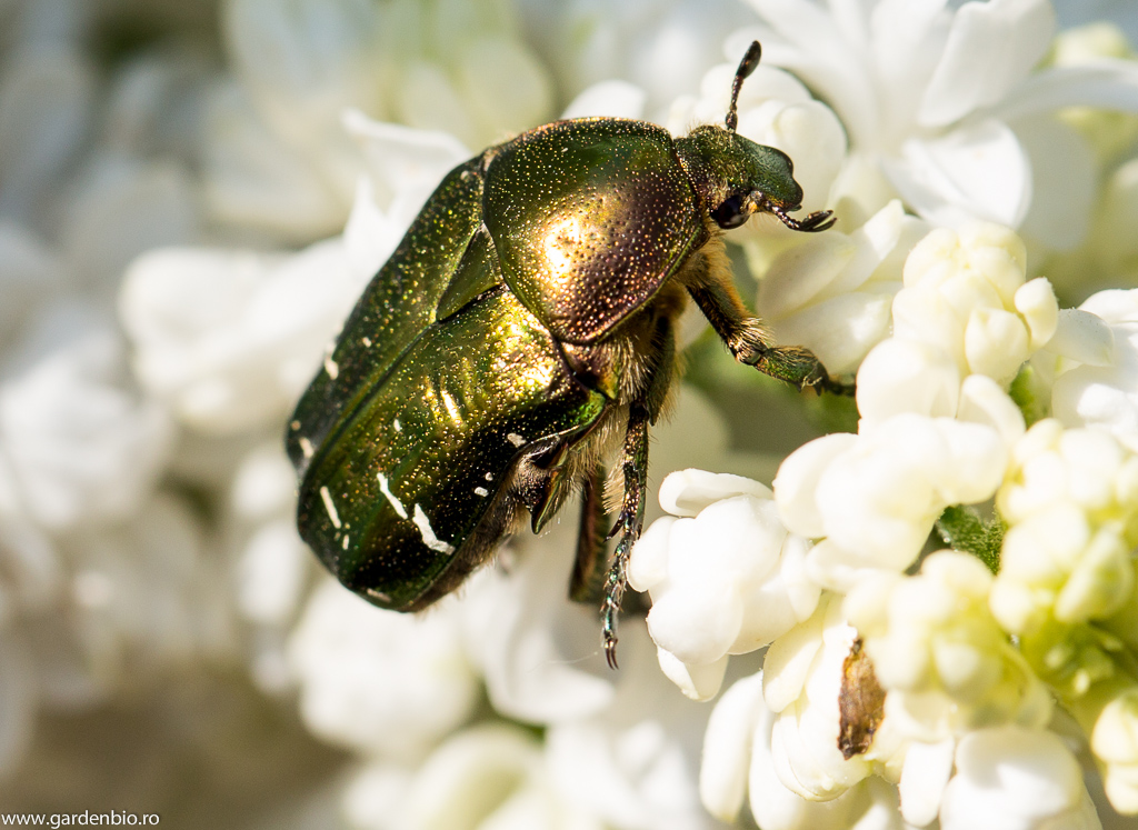 Gândacul Cetonia aurata polenizează florile plantelor