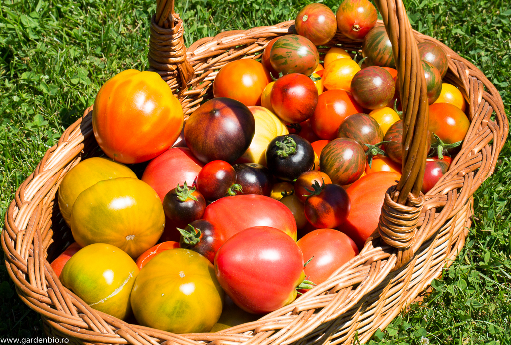 Recoltă de tomate heirloom, pentru livrare la clienți