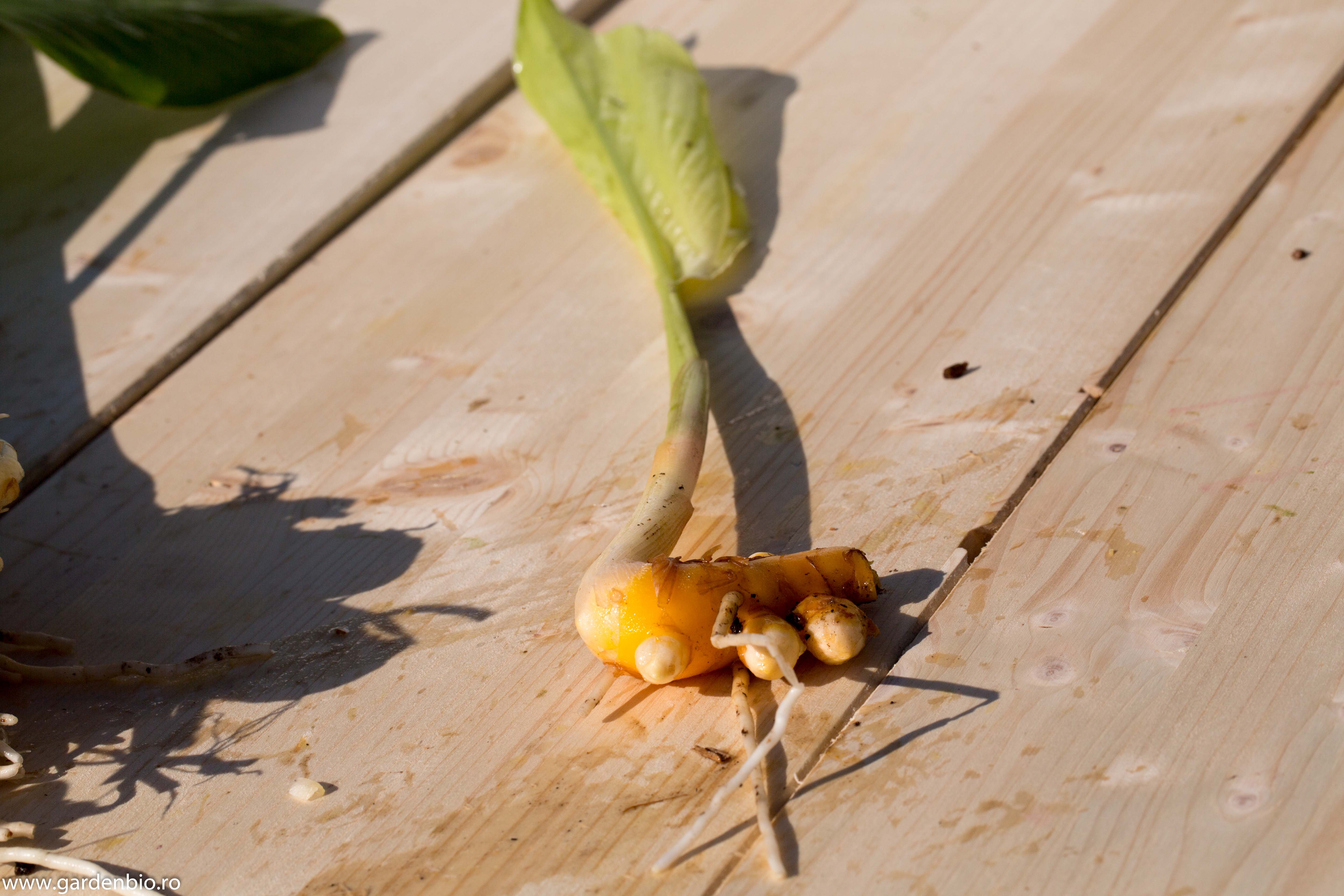 Dintr-un rizom de turmeric se dezvoltă o nouă plantă