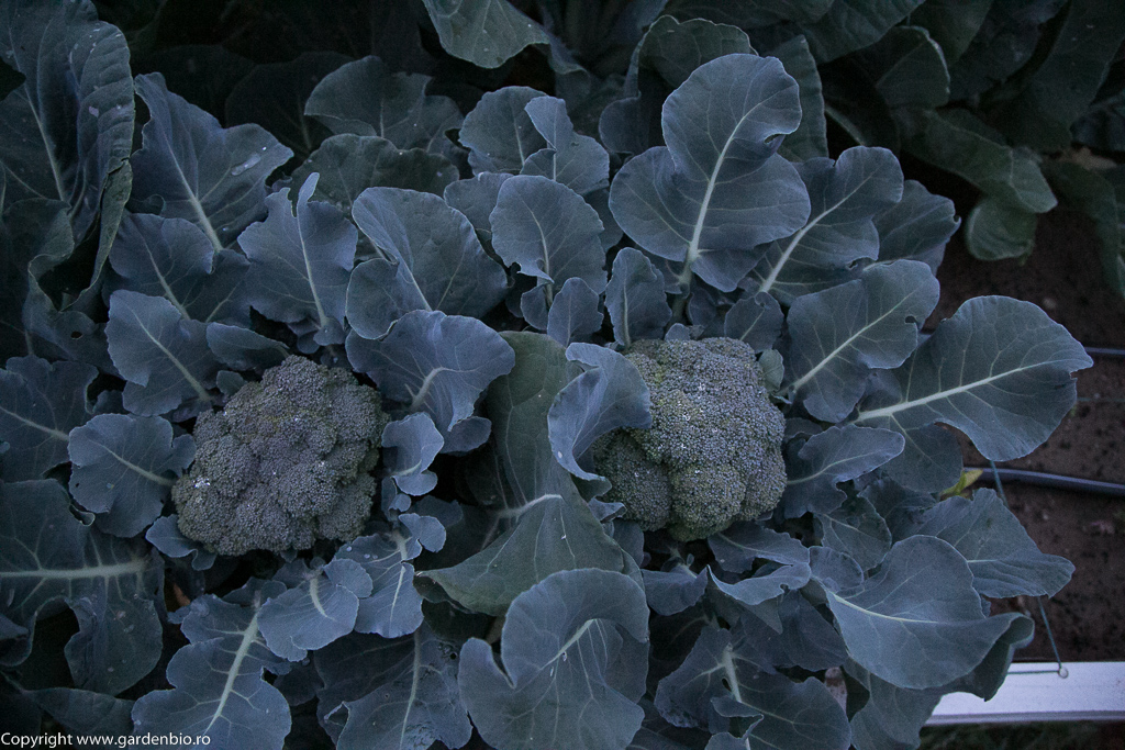 Broccoli organic Belstar F1
