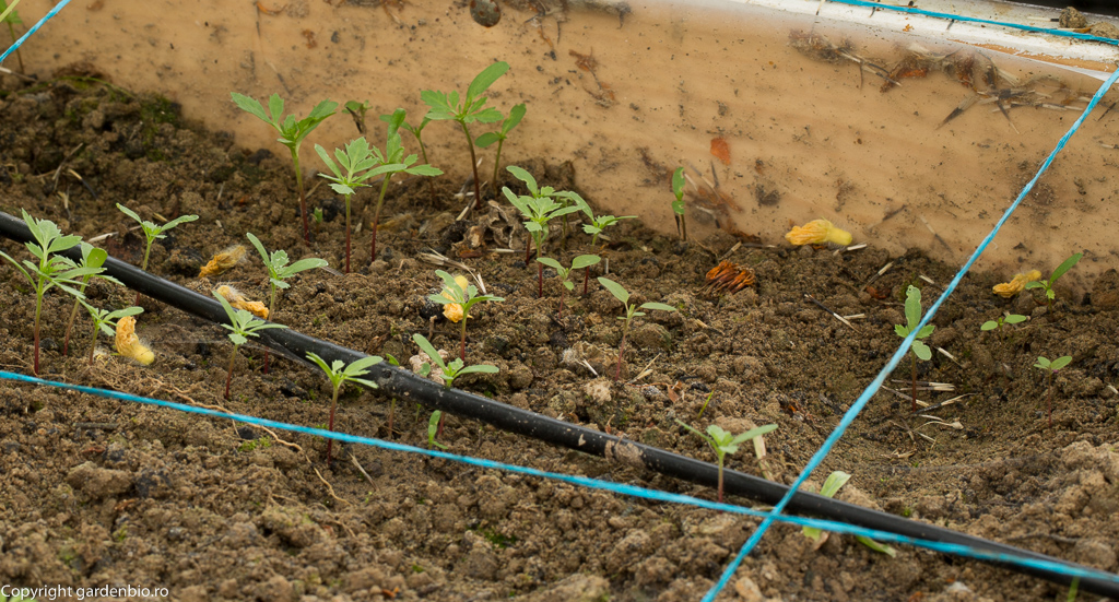 Tagetele se inmultesc foarte usor din semintele cazute pe sol de la planta 