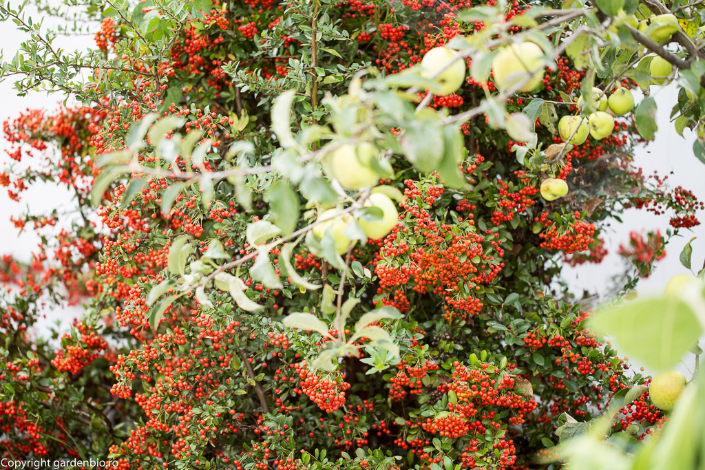 Fructele de pyracantha reprezinta o sursa de hrana pentru pasari in timpul iernii