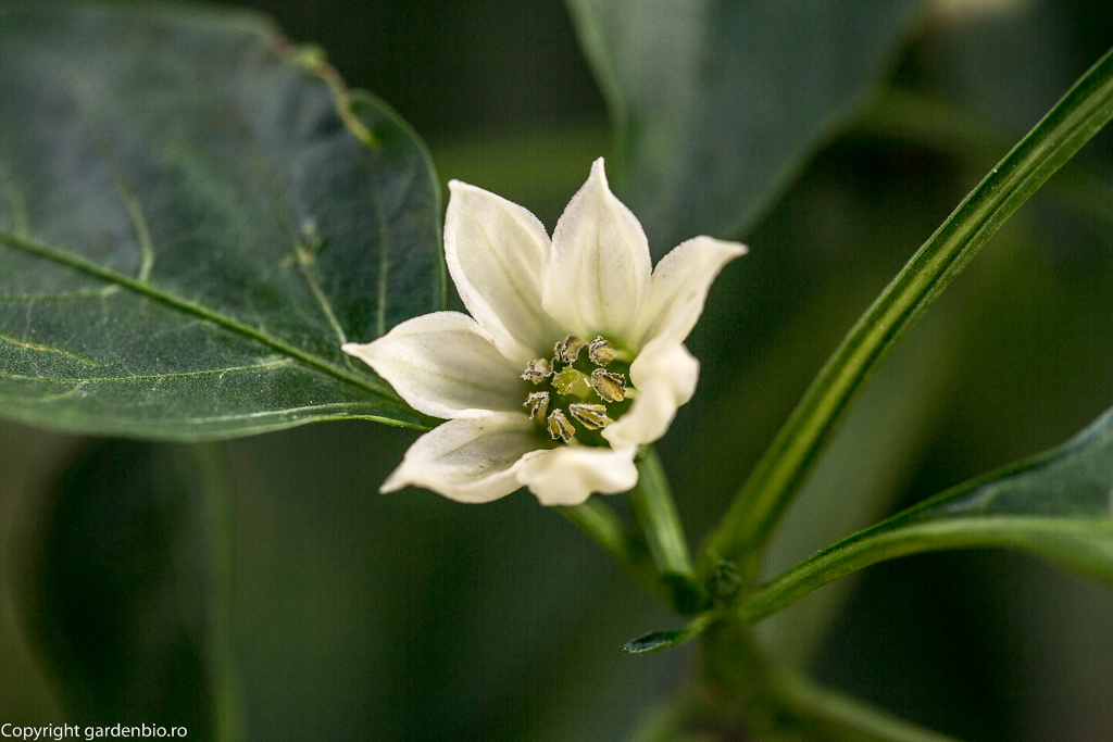 Floare de ardei - in centru se vede pistilul (stigma) inconjurat de anterele cu polen
