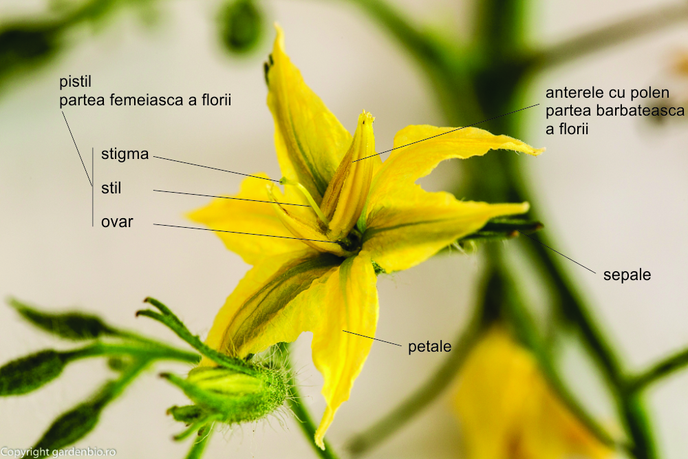 Morfologia unei flori perfecte (autopolenizatoare) de tomate