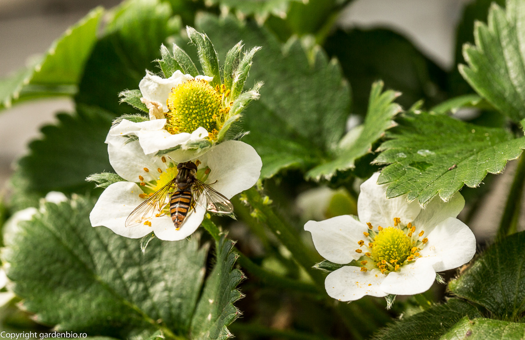 Polenizarea florilor de căpșuni de către o albină sălbatică