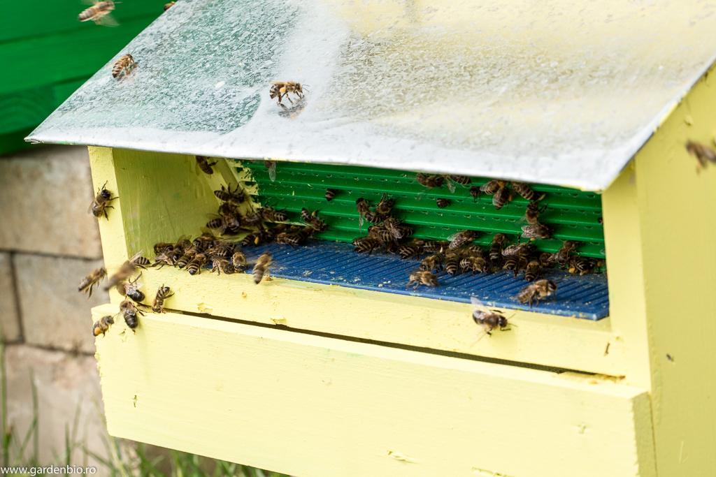 Albinele ajung la stup prin colectorul de polen