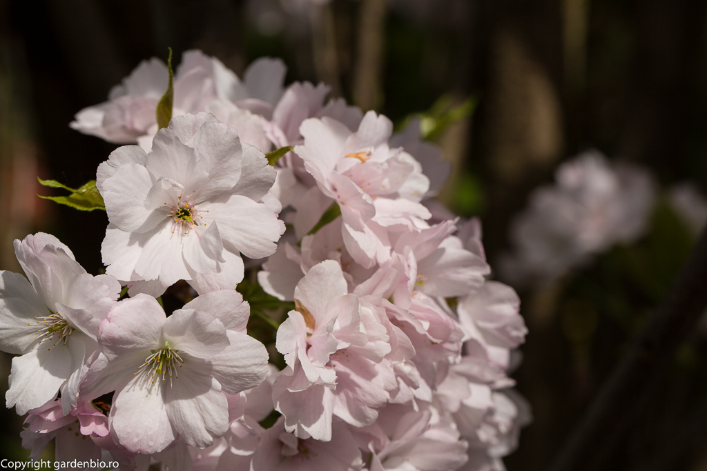 Flori de cires japonez de culoare alb-roz
