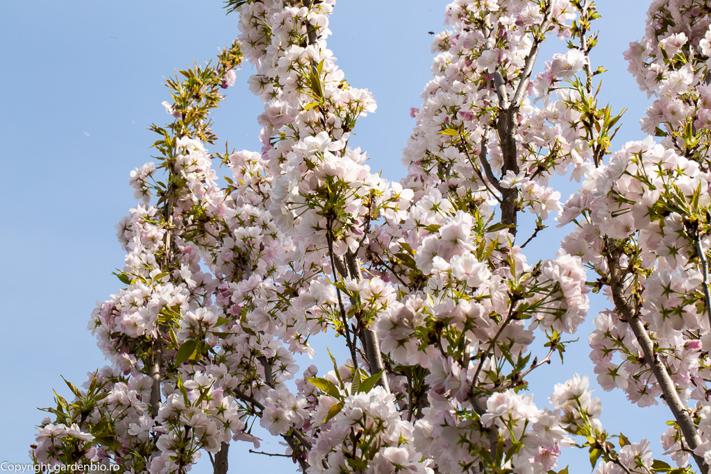 Flori de cires japonez Amanogawa