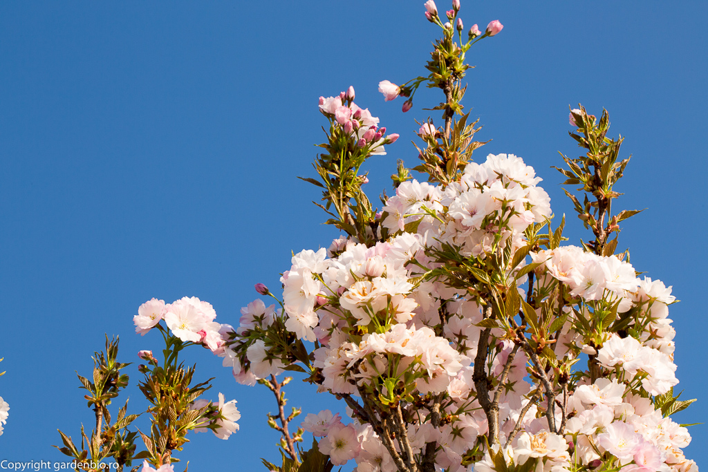 Flori de cires japonez - Prunus serrulata Amanogawa