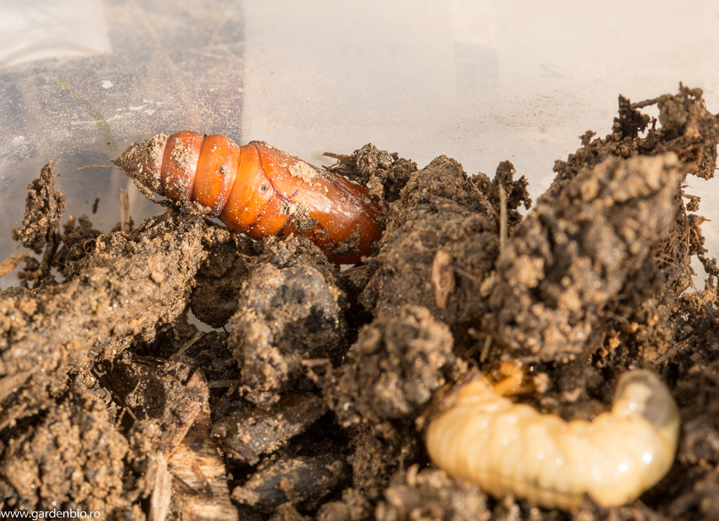 Larvă și pupă de gândac Cetonia aurata în lăzile de compost