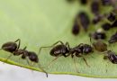 Soluții ecologice pentru a ține la distanță furnicile din grădină