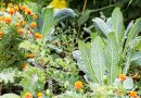 Kale – o plantă uşor de cultivat