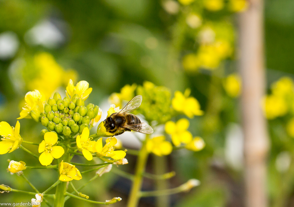 Albină la florile de pack choi