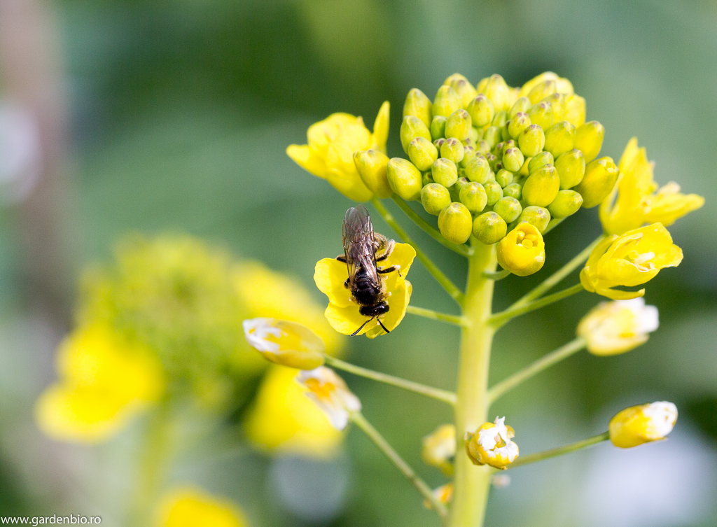 Albină sălbatică la florile de pack choi