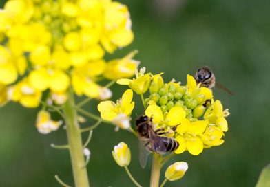 Importanța polenizării plantelor