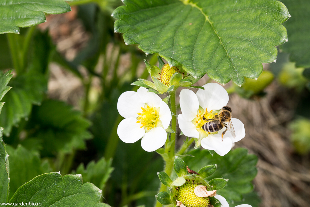 Albina polenizează florile de căpșuni