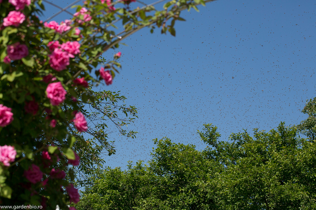 Roirea albinelor - un spectacol fascinant al naturii