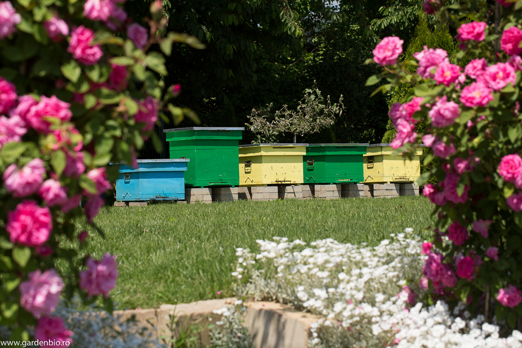Stupii cu albinele din grădină mea ecologică, care asigură polenizarea fructelor și legumelor