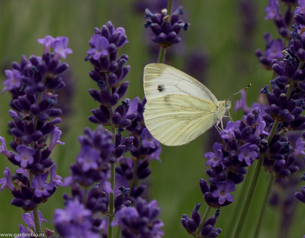 Fluturele alb culege nectarul din florile de lavandă
