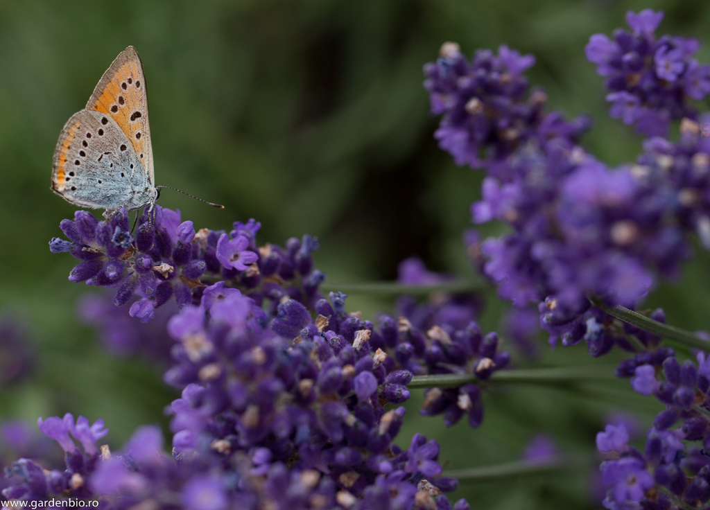 Fluturele purpuriu (Lycaena dispar) 