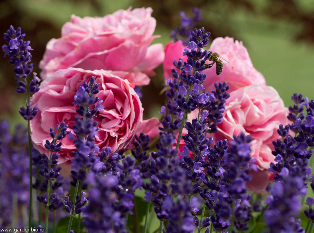 Lavandă și trandafiri roz Leonardo da Vinci, o combinație reușită de culori