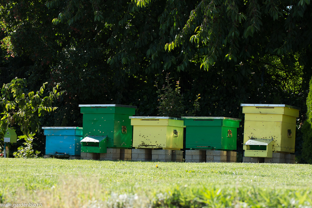 Albinele din stupi, pe lângă mierea și polenul pe care mi le oferă, asigură și polenizarea plantelor și pomilor fructiferi din grădină