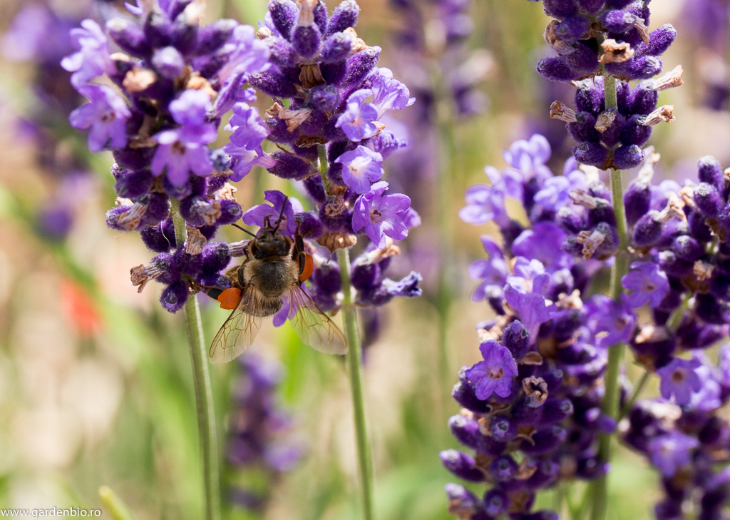 Albină colectând polenul din florile de lavandă