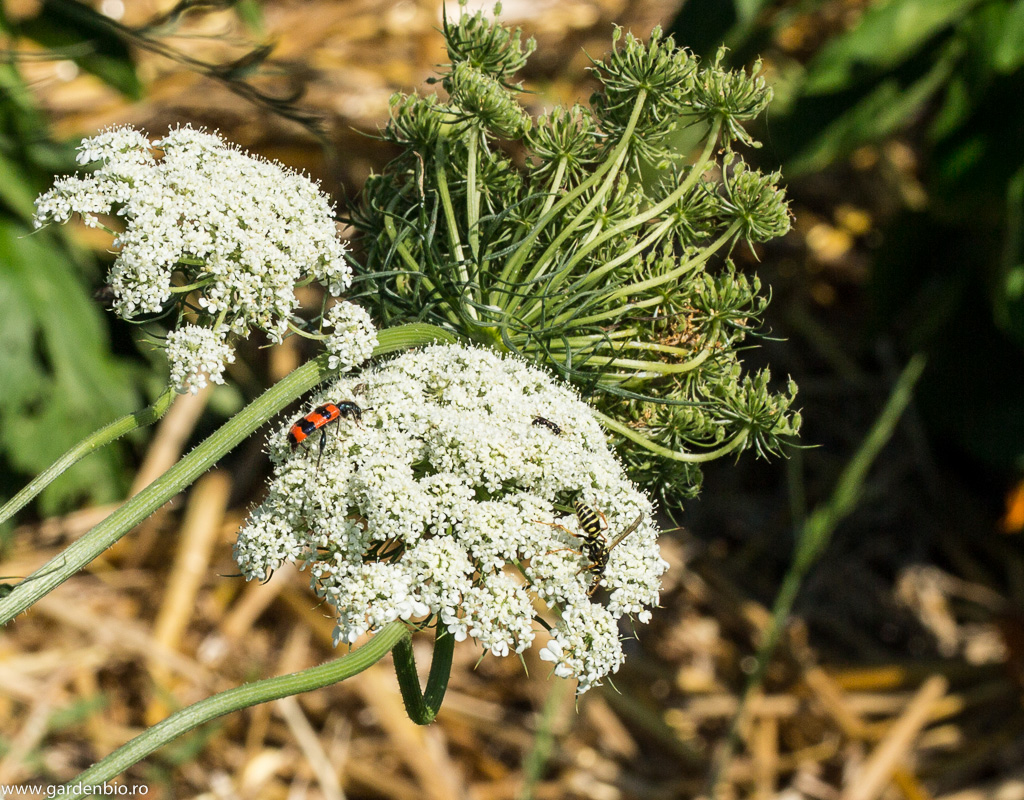 Viespi, Mylabris și albine pe florile de morcovi