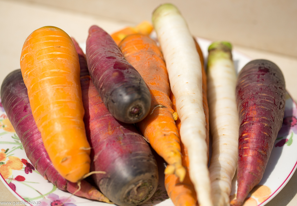 Recoltă de morcovi diferite culori