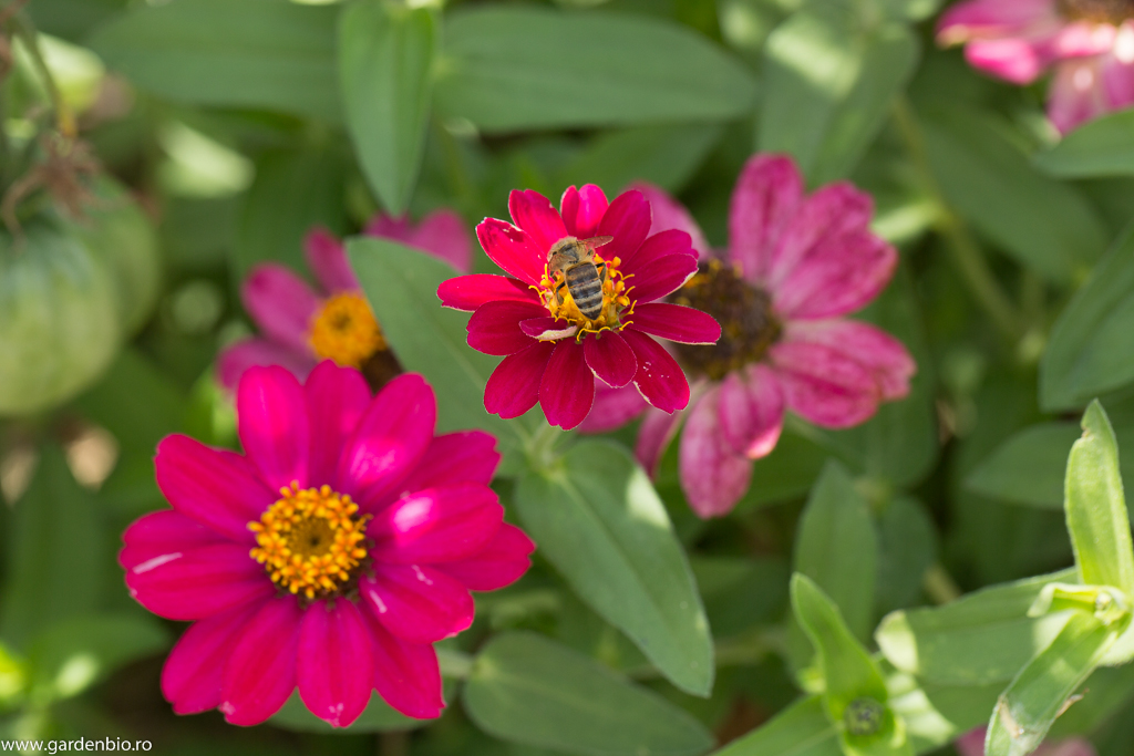 Nectarul și polenul florilor de cârciumărese este râvnit și de albine