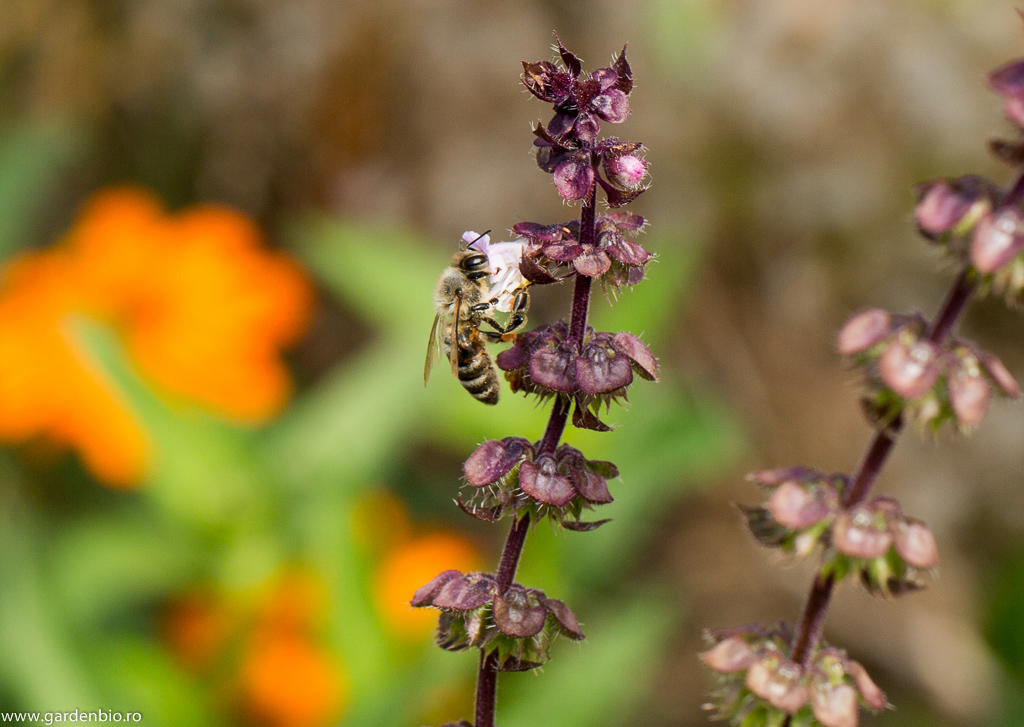 Albină atrasă de polenul florii de busuioc