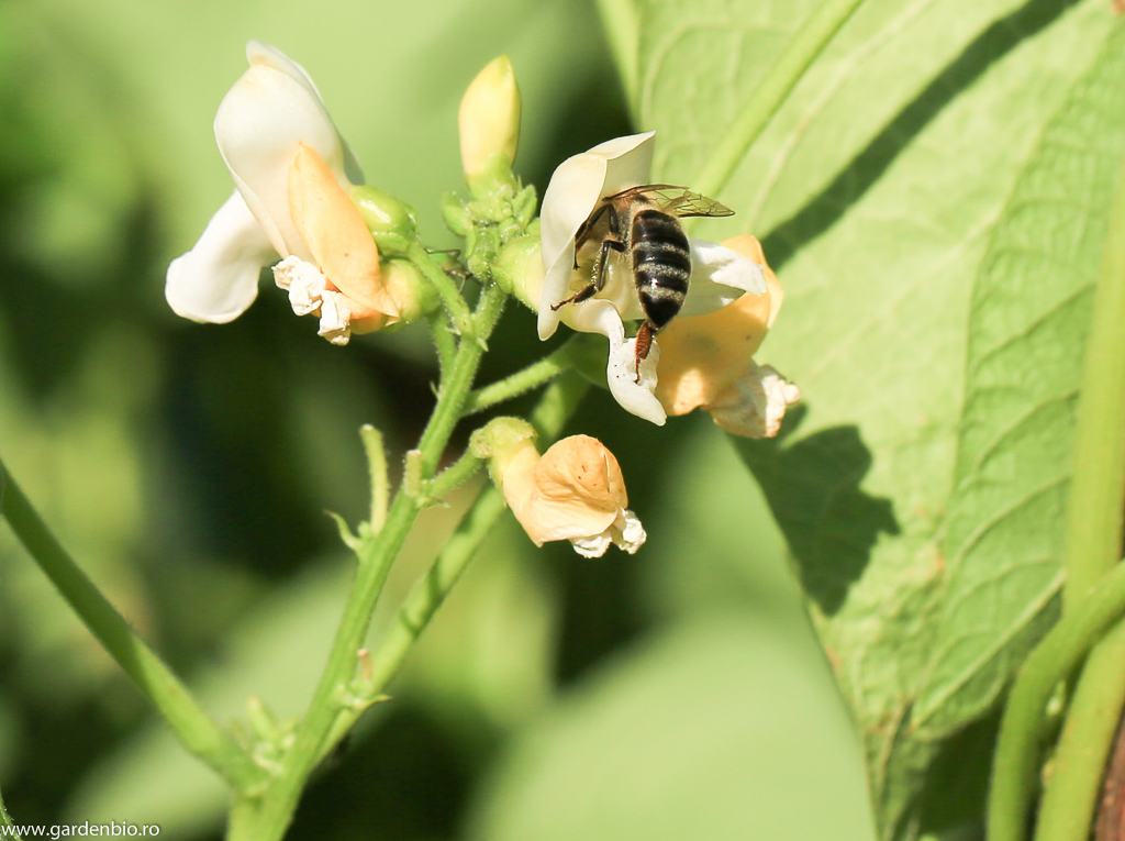 Cu un mic efort albina ajunge la polenul mult râvnit de la florile de fasole