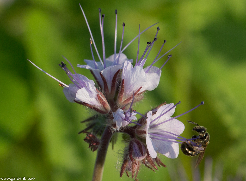 Albinele sunt atrase de polenul şi nectarul florilor de facelia