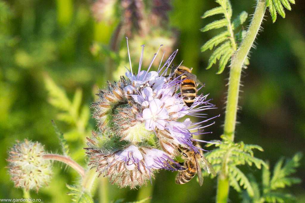 Albinele cercetează intens florile de facelia