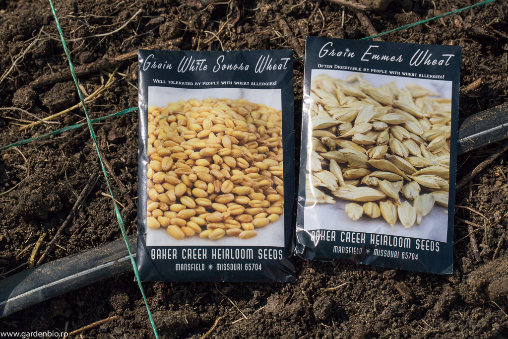Plicuri cu seminţe heirloom, grâu White Sonora şi Emmer