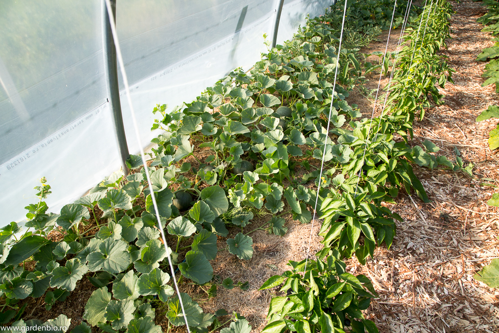Pepeni galbeni, diferite varietăți, cultivați în solar