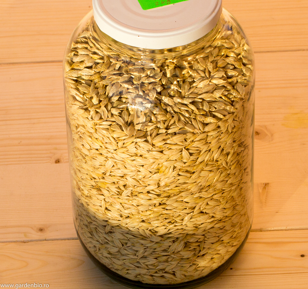 Dintr-un plic de semințe am obținut 2 kg de grâu Emmer !