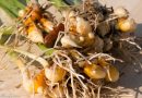 Cum să cultivaţi turmericul